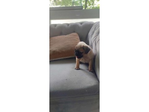 Sevimli yavru pug