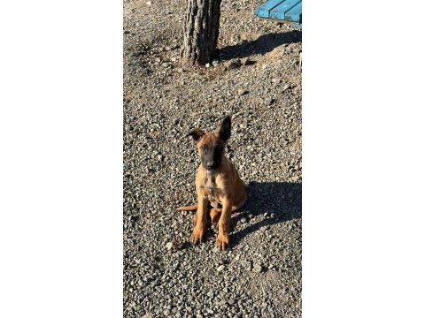 Malinois yavru 4 aylık