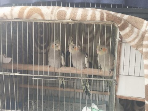 Sultan papağanı 3 aylık