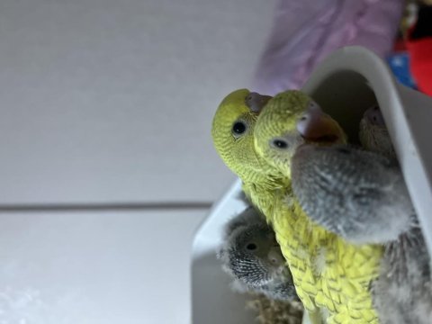Bebek muhabbet kuşlar