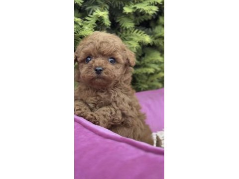 Toy poodle köpekler