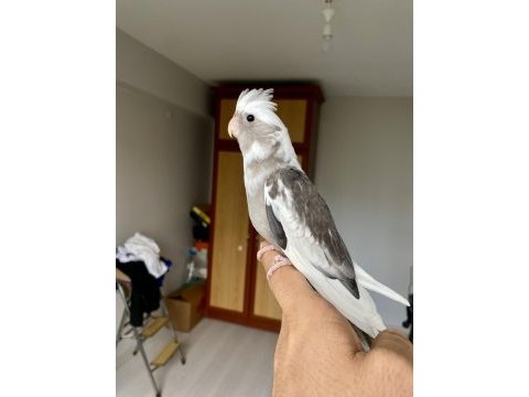 Yavru sultan papağanı