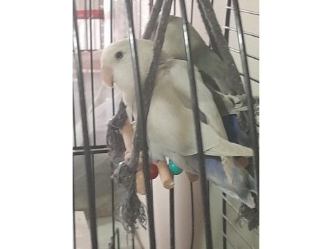 Sevda papağanı 5 aylık