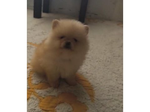 Sağlıklı pomeranian boo yavrularımız