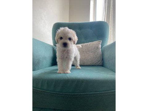 Maltese terrier yavrularımız