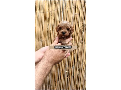 Orijinal toy poodle
