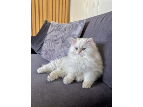 Saf kanlı british longhair yavru kedimiz