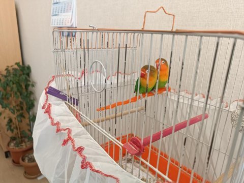 Çift cennet papağanı