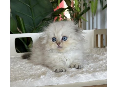 Cüce kısa bacaklı büyümeyen munchkin safkan ve secereli