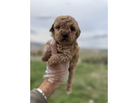 Türkiyenin en güzel core toy poodle bebekleri