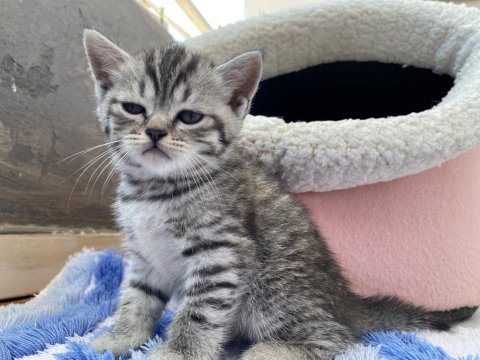 Scottish fold yavru