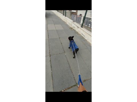 Erkek french buldog