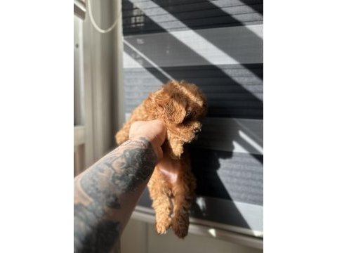 Toy poodle kore ayarında maltipoo