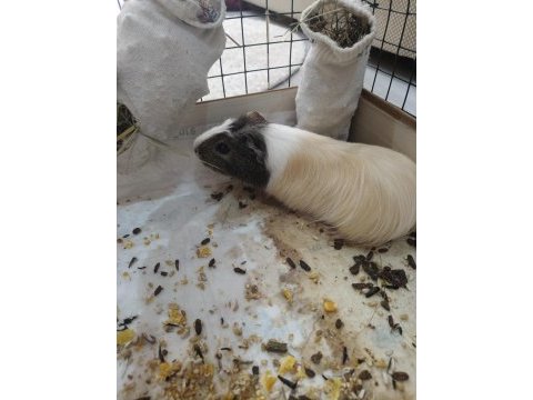 İsmi karamel ginepig