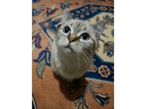 Dişi kedi ücretsiz
