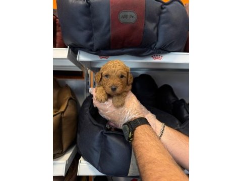 Sağlık ve ırk garantili poodle yavrularımız