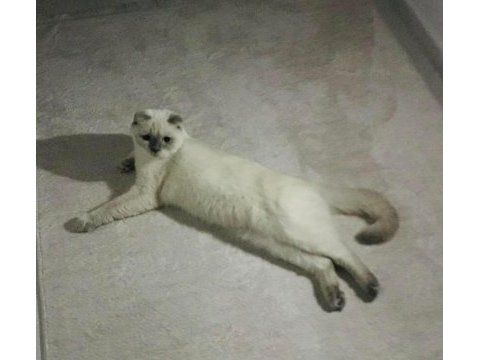 Çok uysal blue point british shorthair