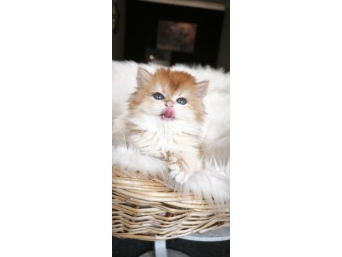 Show kalite dişi british longhair