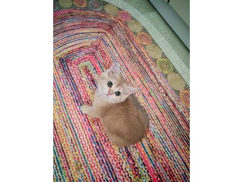Yeşil gözlü blue golden dişi british shorthair