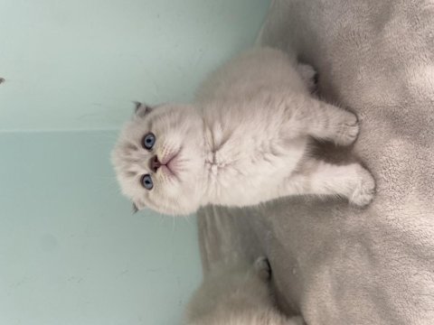 British longhair scottish fold british erkekler