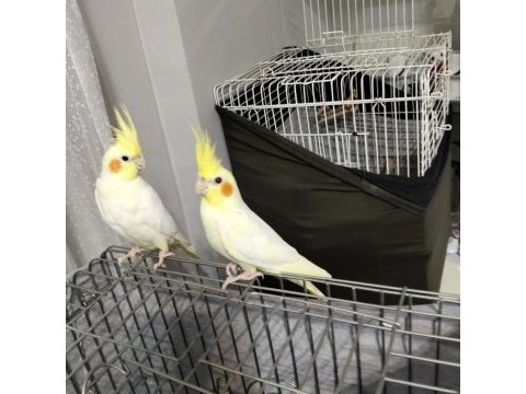 3 - 4 aylık bebek sultan papağanı