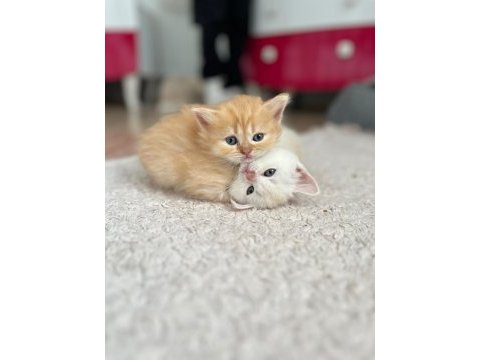 30 günlük british shorthair bebekler yeni yuvalarını arıyor