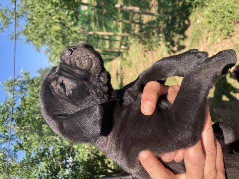 Dev panter siyah cane corso canavarlar