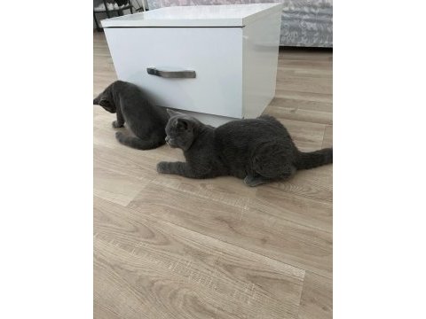 Safkan british shorthair yavru kedimiz