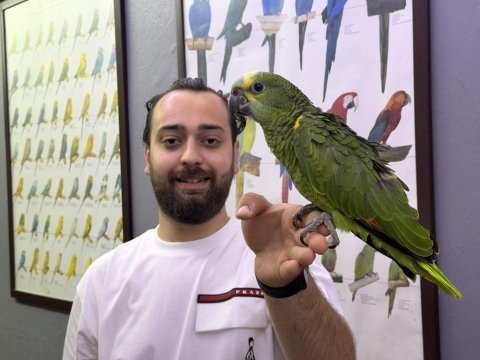 Bebek yasal belgeli el besleme amazon papağanı yavrumuz