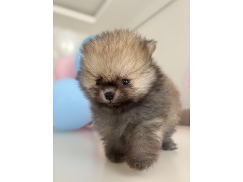 Show kalite pomeranian boo