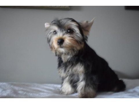 Yorkshire terrier yavrularımız