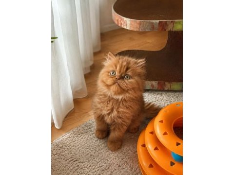 Yakışıklı british longhair cinnamon