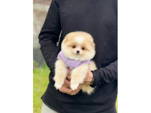 Pomeranian teddy face yavru köpekler