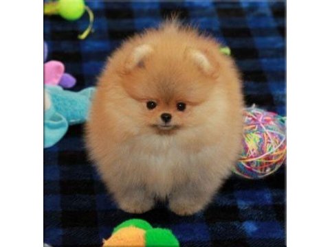 Pomeranian yavrularımız kg garantili teacup