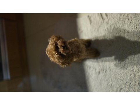 Teacup poodle kızımız