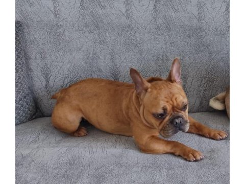 Acil satılık french bulldog