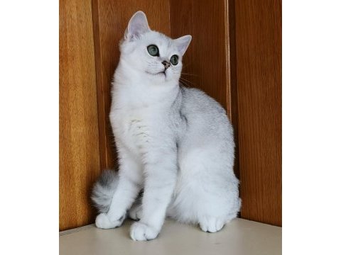 Scottish straight shorthair ns11 erkek