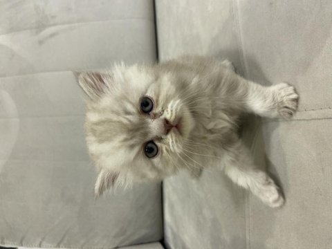 British longhair 43 günlük yavru kedimiz