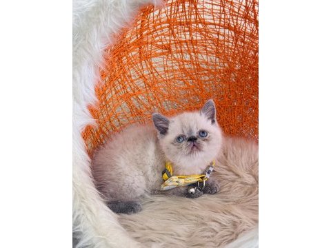 British shorthair dişi erkek sevimli yavrular