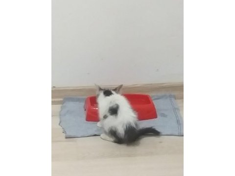 Yavru sokak kedisi