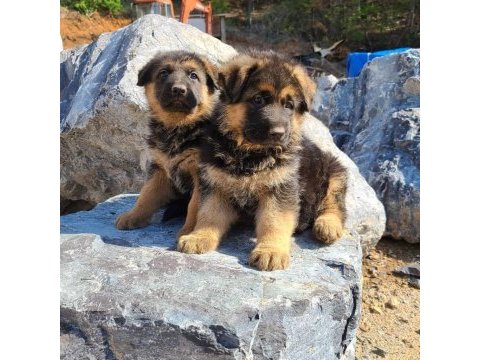 Alman çoban köpeği yavruları