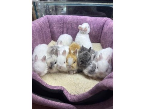 Cüce netherland dwarf yavrularımız