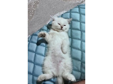 2 aylık dişi british shorthair blue point yavru
