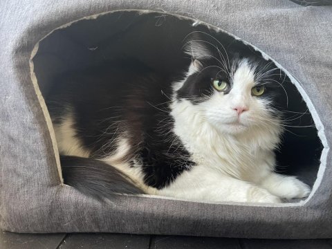 3 yaşında dişi maine coon