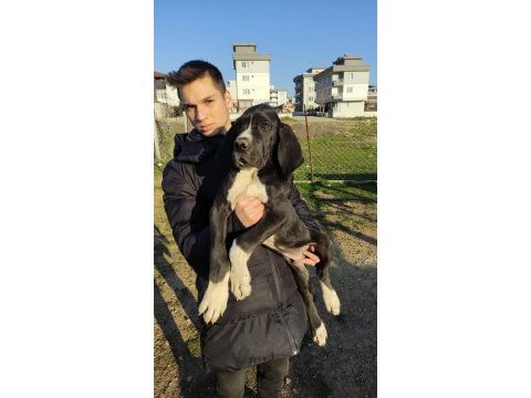 Great dane danua yavrularımız