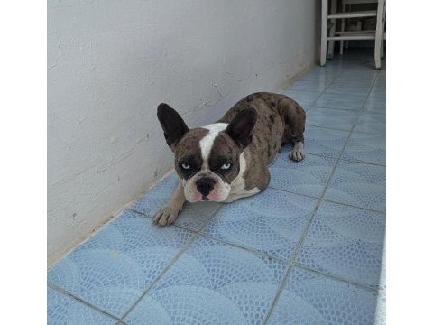 Balıkesir merkez french terrier dişi