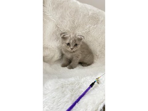 Mükemmel huylu scottish fold yavrumuz