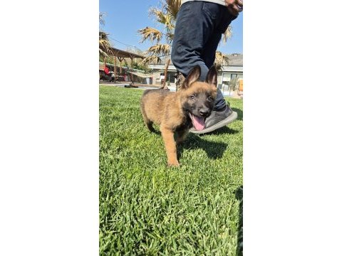 Efsane belçika malinois yavruları istanbul 