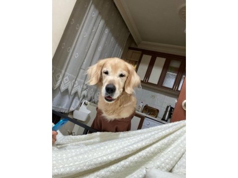 Golden retriever oğlumuza yuva arıyoruz