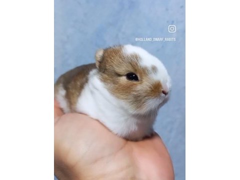 Cüce tavşan netherland dwarf